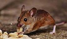 24 Hour & Emergency Exterminators in Beavercrk Twp, OH